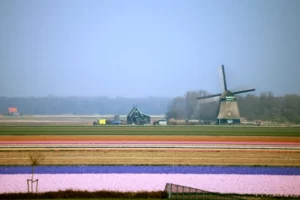 Bollenveld met op de achtgergrond een molen in de Gemeente Schagen